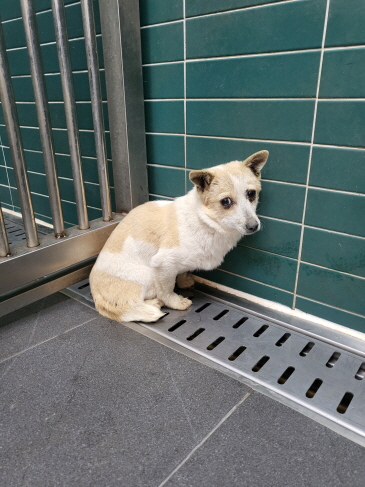 [긴급제보] 춘천시 우두동 인근에서 발견된 믹스견 아이를 찾습니다