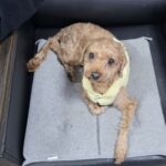 pet image 1771169584479