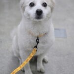 pet image 1771169648489