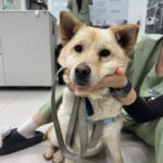 pet image 1771169677005