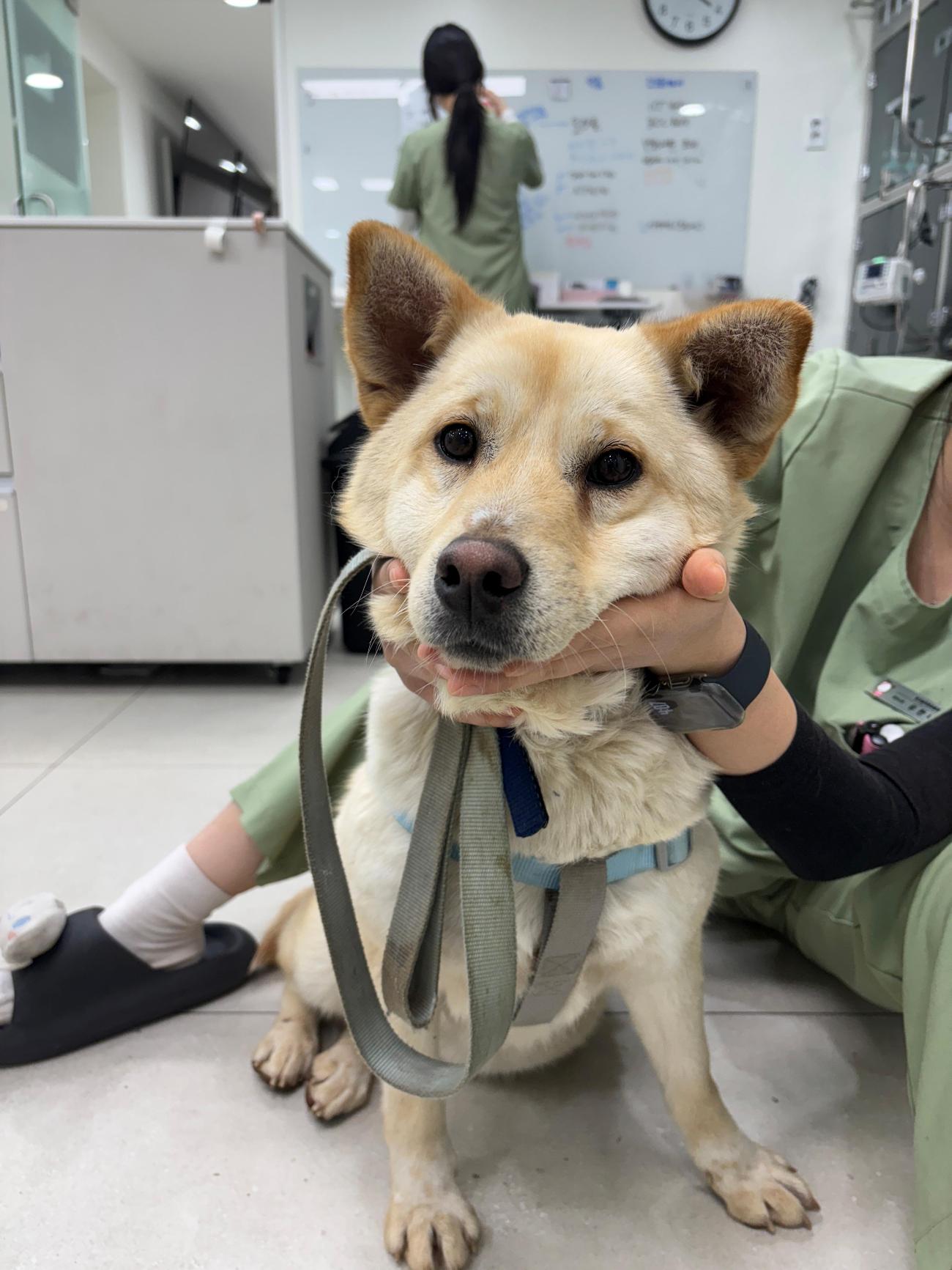 [긴급제보] 청주시 효자동 인근에서 발견된 믹스견 아이를 찾습니다