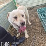 pet image 1771169692152