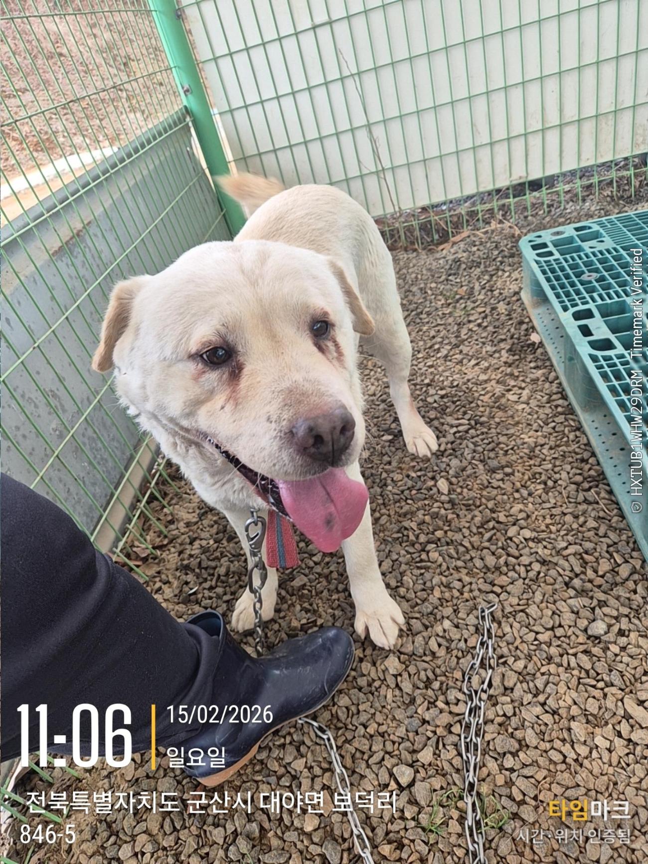 [긴급제보] 군산시 개복동 인근에서 발견된 크림색 믹스견 아이를 찾습니다