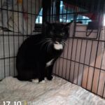 pet image 1771170027805