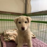 pet image 1771173626977