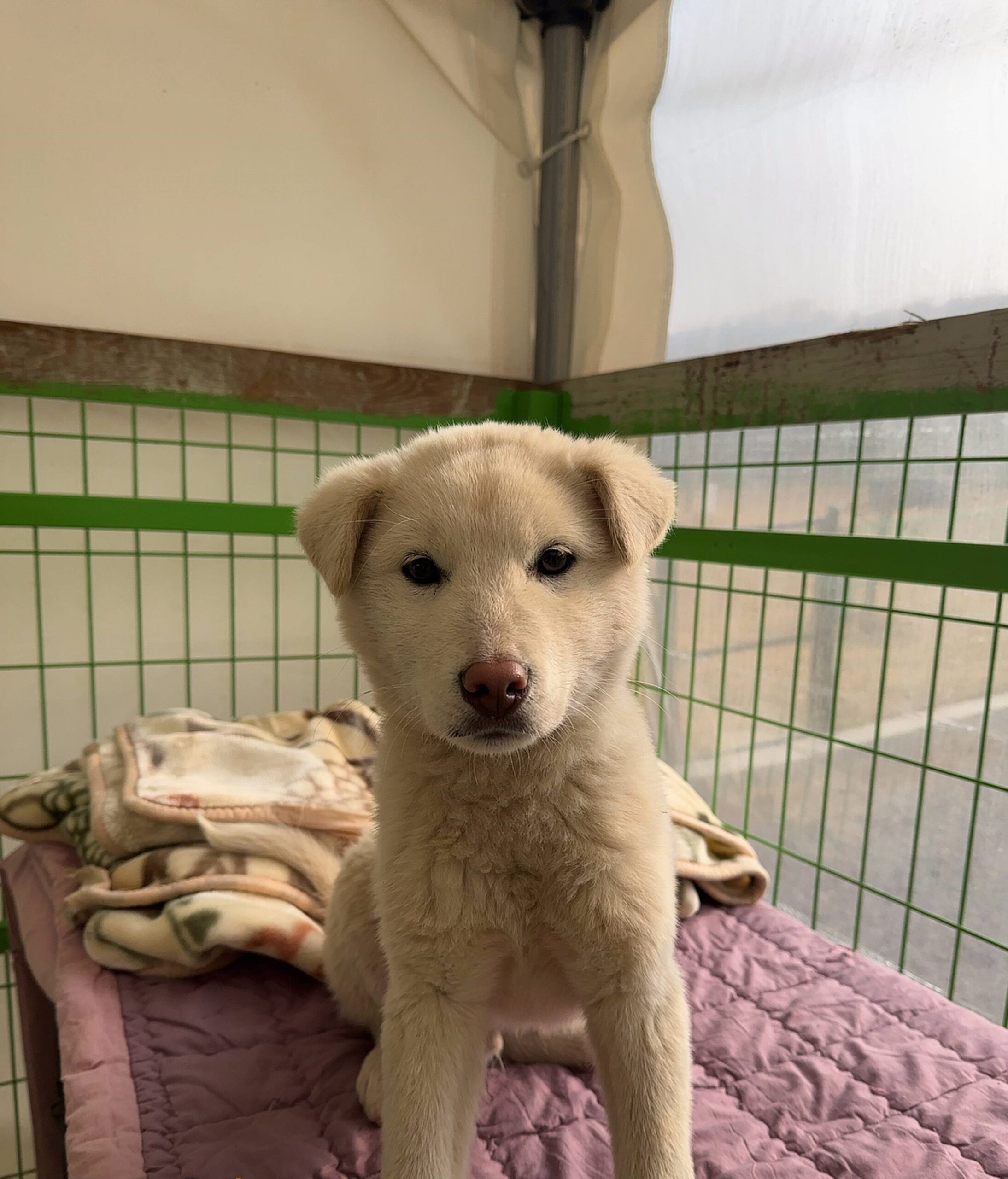 [긴급제보] 군산시 나포면에서 발견된 하얀 믹스견 아이를 찾습니다