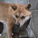 pet image 1771177228595