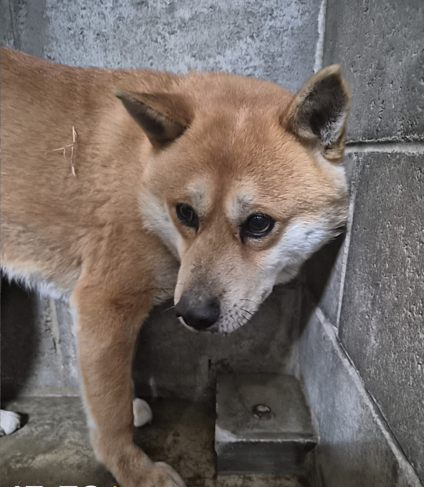 [긴급제보] 군산시 내흥동 인근에서 발견된 믹스견 아이를 찾습니다
