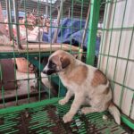 pet image 1771180826180