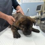 pet image 1771184425798