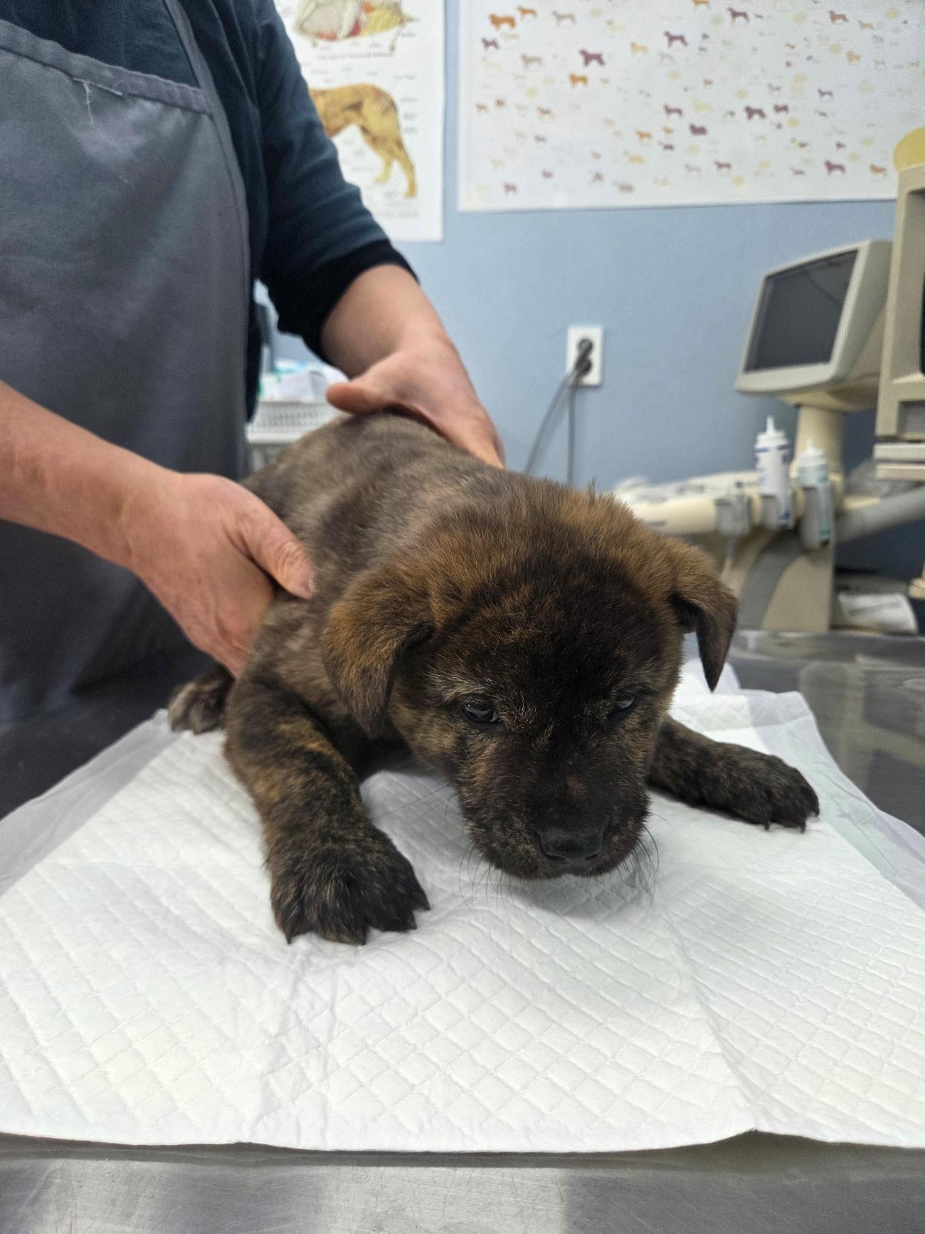 [긴급] 나주시 노안면에서 발견된 믹스견 아이를 찾습니다