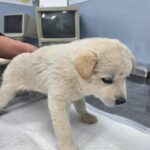 pet image 1771188029742