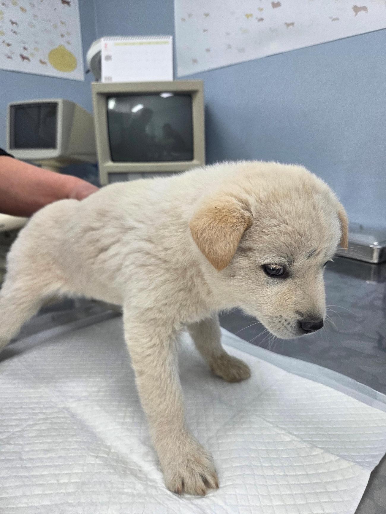 [긴급제보] 나주시 노안면에서 발견된 애타는 눈망울의 믹스견 아이를 찾습니다