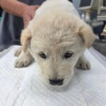 pet image 1771191626249