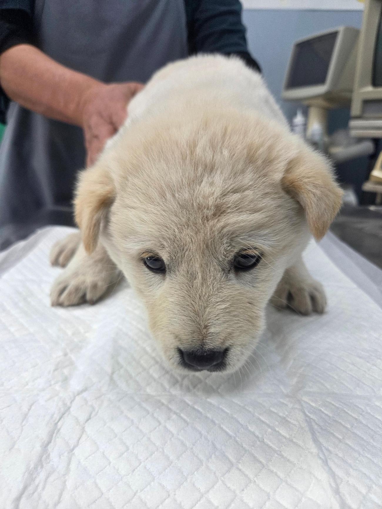 [긴급제보] 나주시 노안면, 하얀 믹스견 아이의 가족을 찾습니다