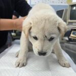 pet image 1771195229116