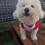 pet image 1771198827469