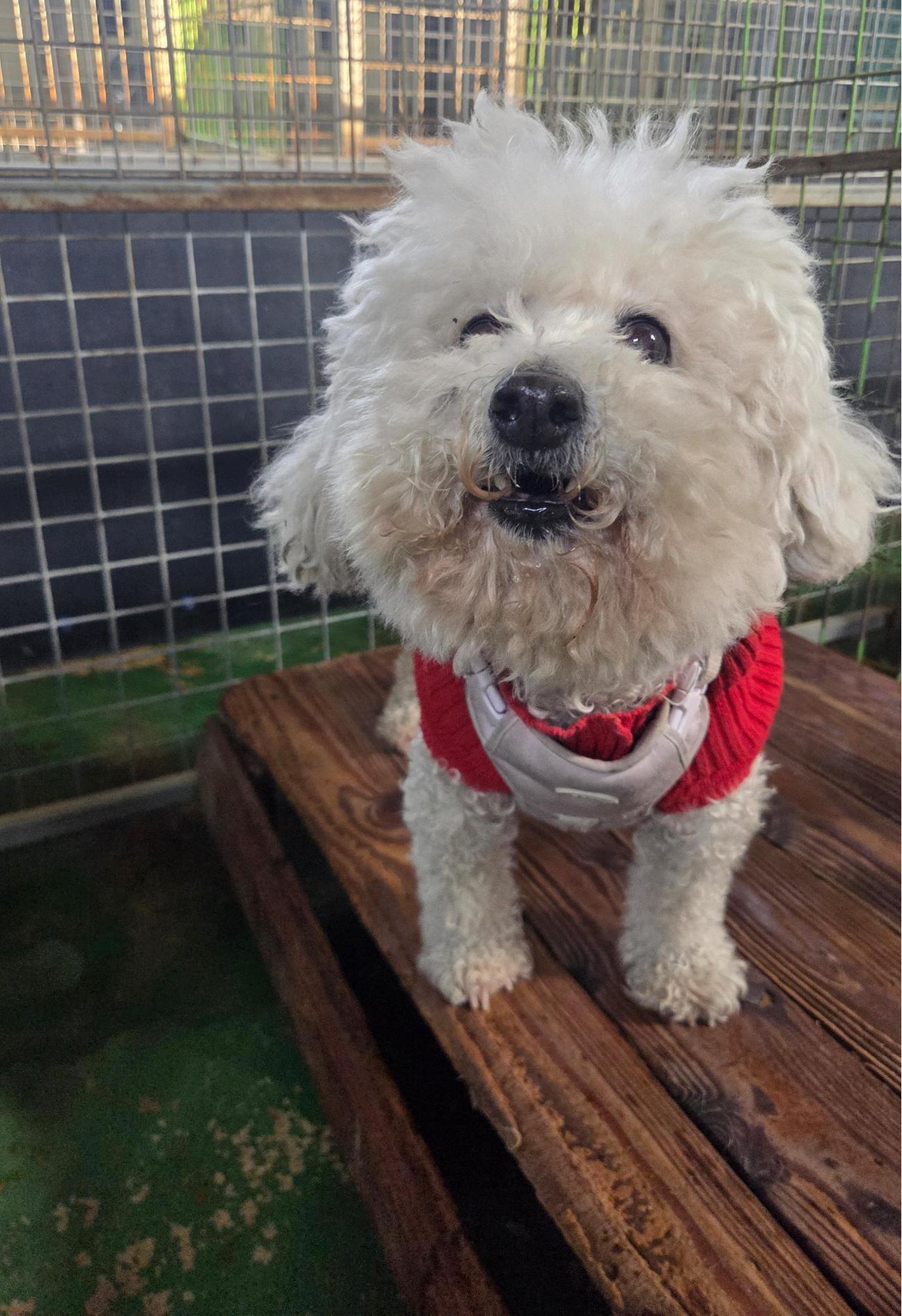 [긴급제보] 나주시 산포면에서 발견된 비숑 프리제를 찾습니다!