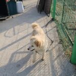 pet image 1771202428179