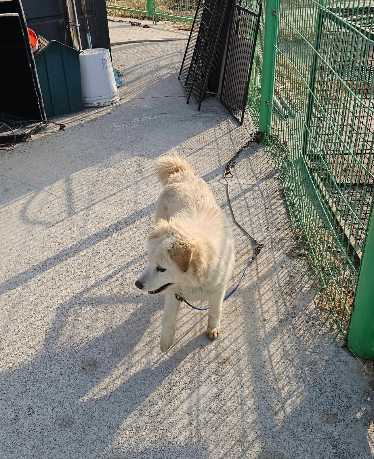 [애타는 기다림] 구례군 구례읍 숲거리길에서 발견된 하얀 믹스견, 가족을 찾습니다