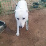 pet image 1771206026835