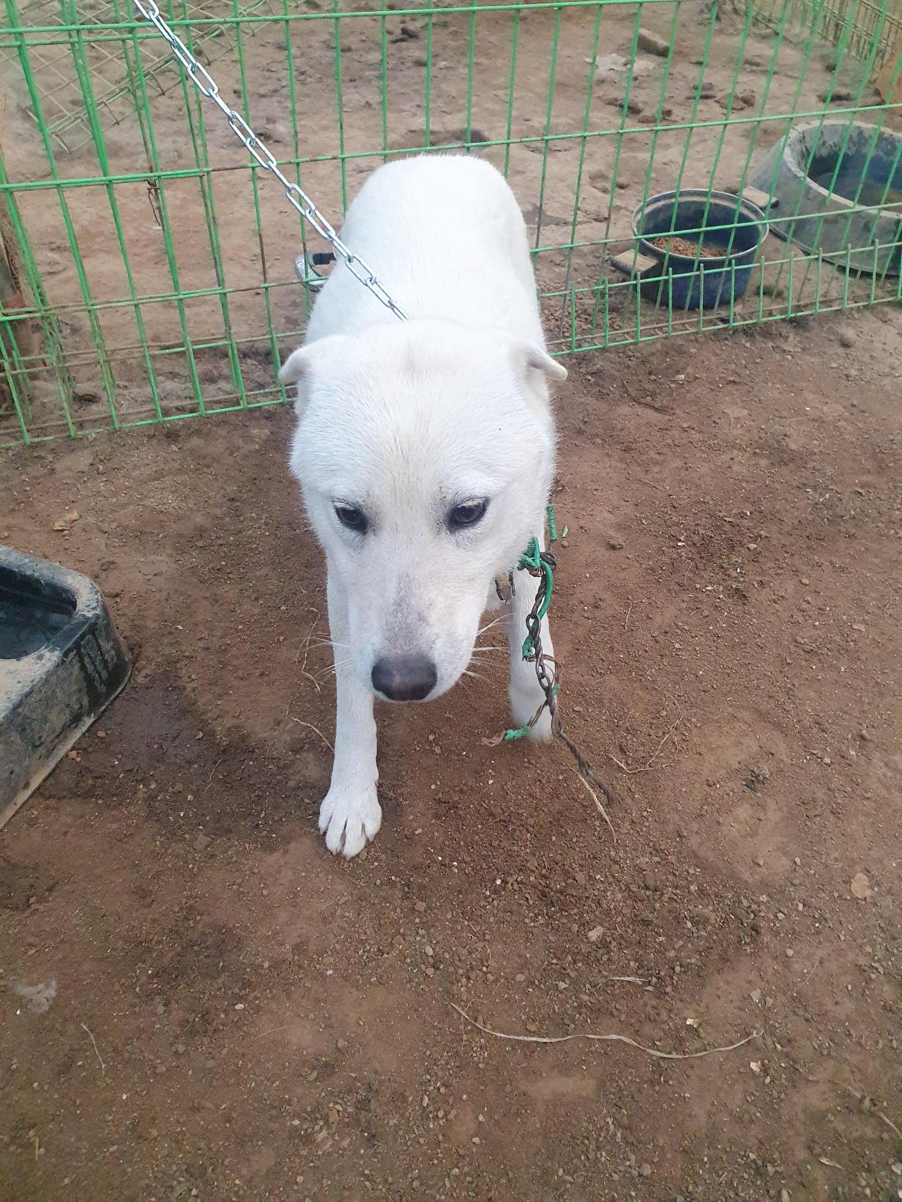 [긴급제보] 장성군 월야면에서 발견된 믹스견 아이를 찾습니다