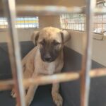 pet image 1771209627450