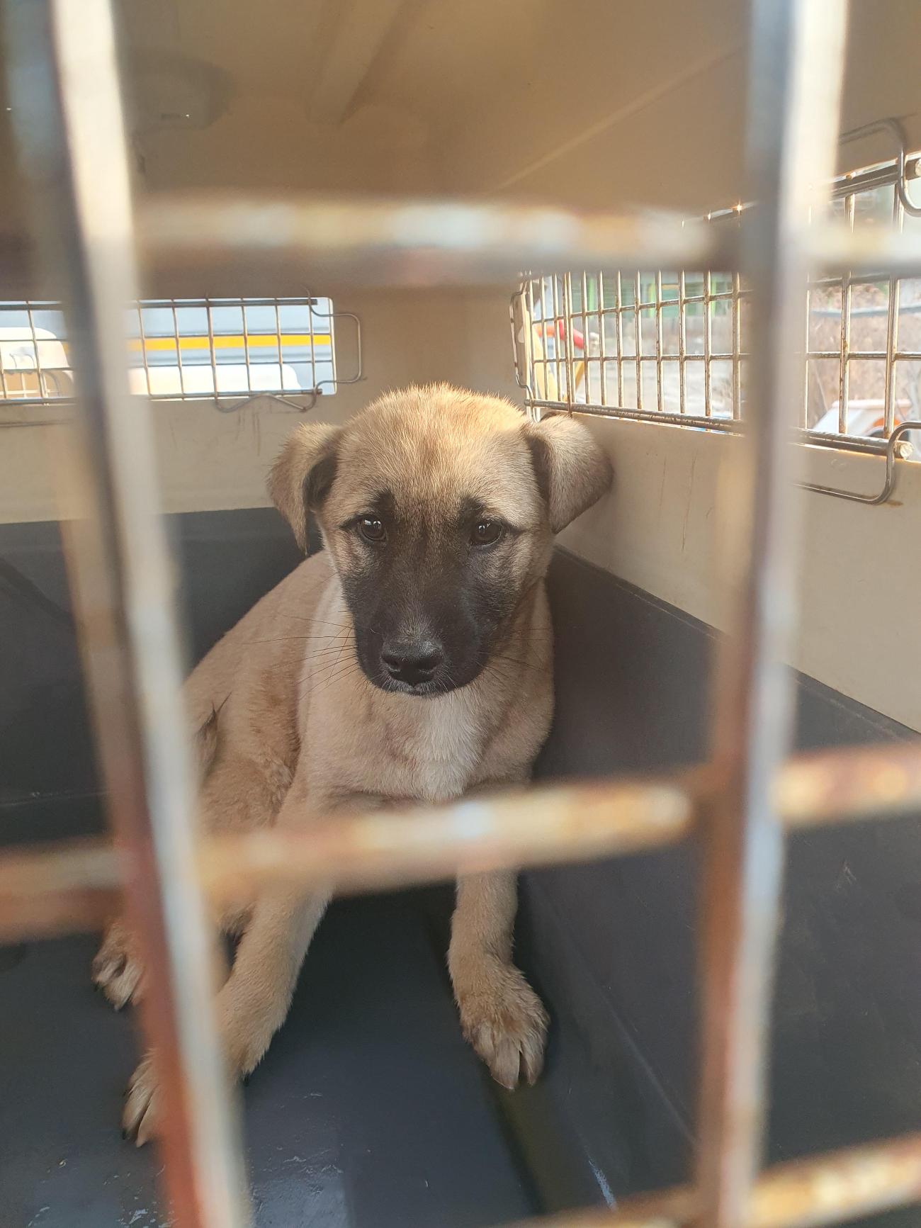 [긴급제보] 함평군 월야면에서 발견된 갈색 믹스견, 가족을 찾습니다!