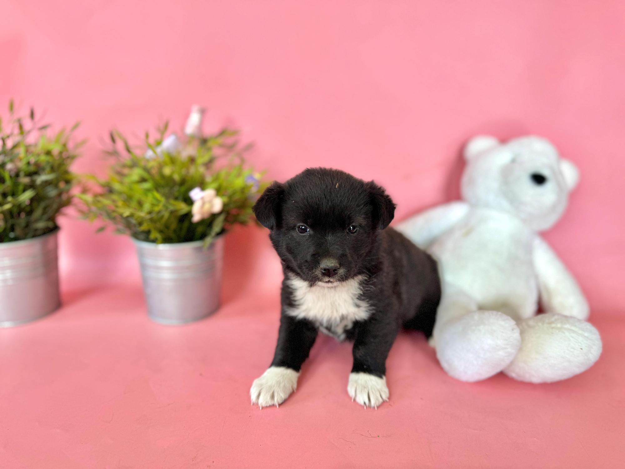 [긴급제보] 포항시 신광면에서 턱시도 꼬질이 왕자님을 찾습니다