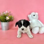 pet image 1771220427097