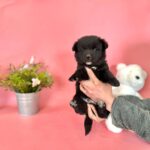 pet image 1771224027961