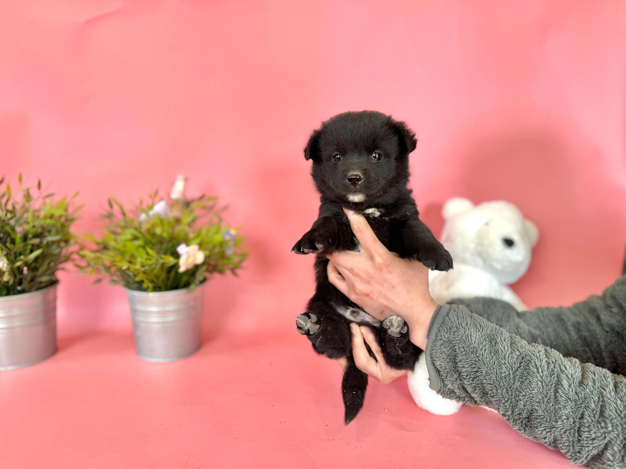 [긴급] 포항시 신광면, 곰탱이 왕자를 찾습니다!