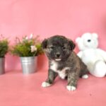 pet image 1771227626691