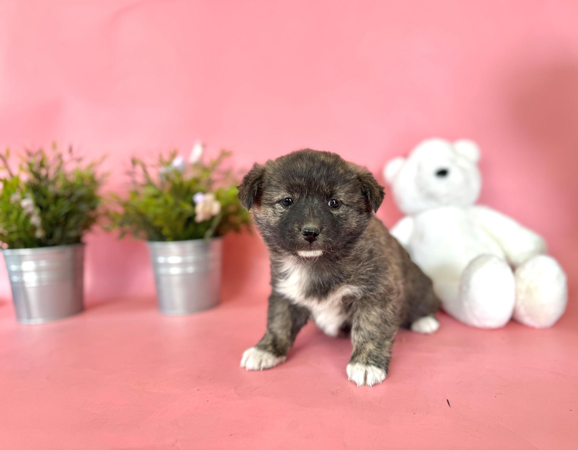 [긴급제보] 포항시 북구 신광면에서 발견된 믹스견 여장군님을 찾습니다