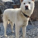 pet image 1771231229488