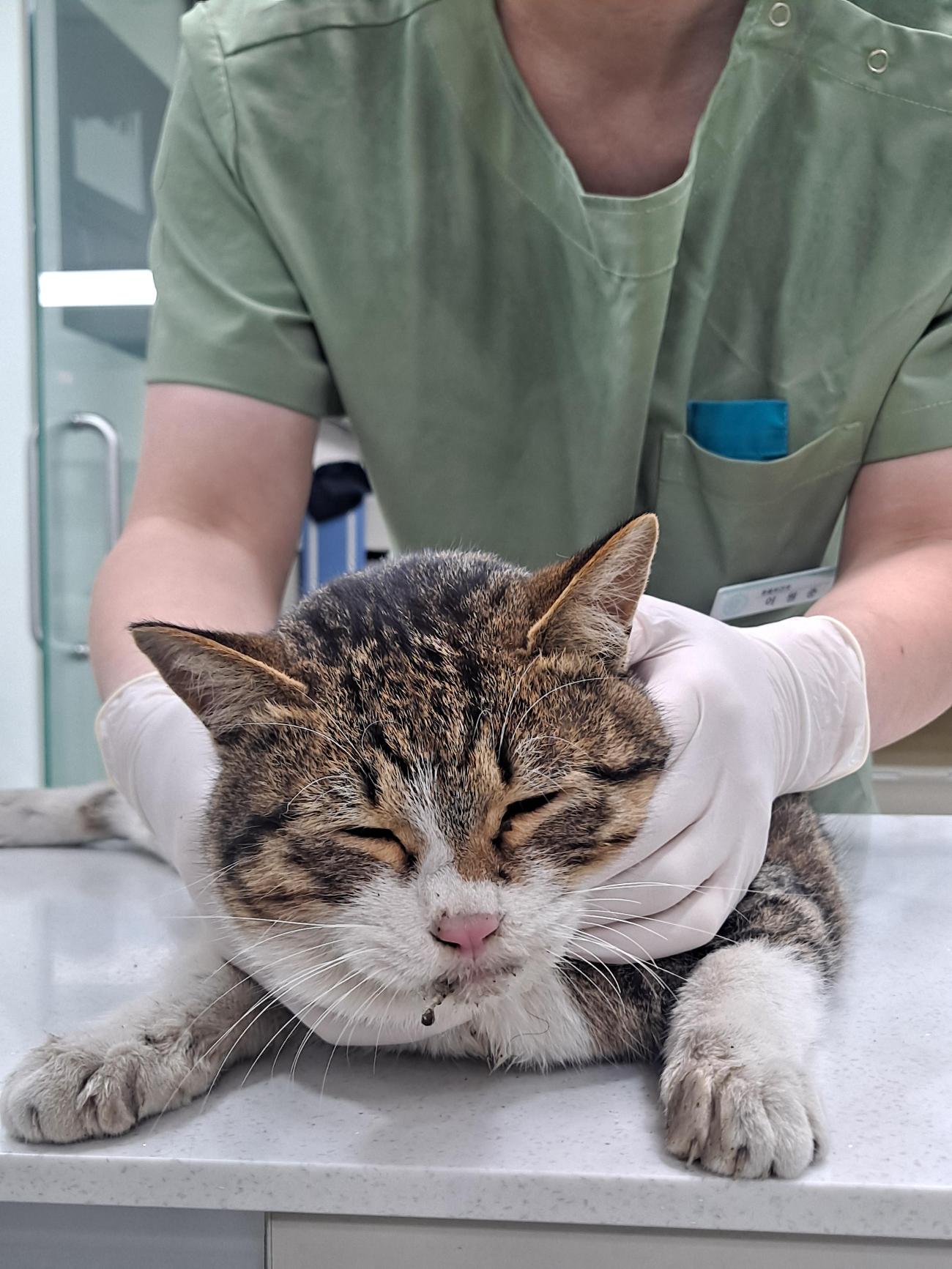 [긴급제보] 전주시 완산구 전동 인근에서 발견된 애타는 눈빛의 고양이를 찾습니다