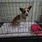 pet image 1771242027006