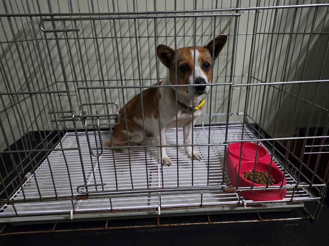 [긴급] 남원시 산내면, 지리산 달궁식당 근처에서 발견된 믹스견 아이를 찾습니다