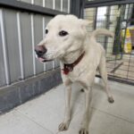 pet image 1771245629905