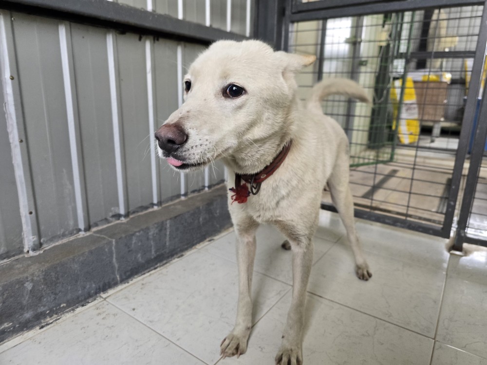 [긴급제보] 포항시 흥해읍 도음리 인근에서 발견된 믹스견 아이를 찾습니다