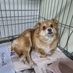 pet image 1771249229075