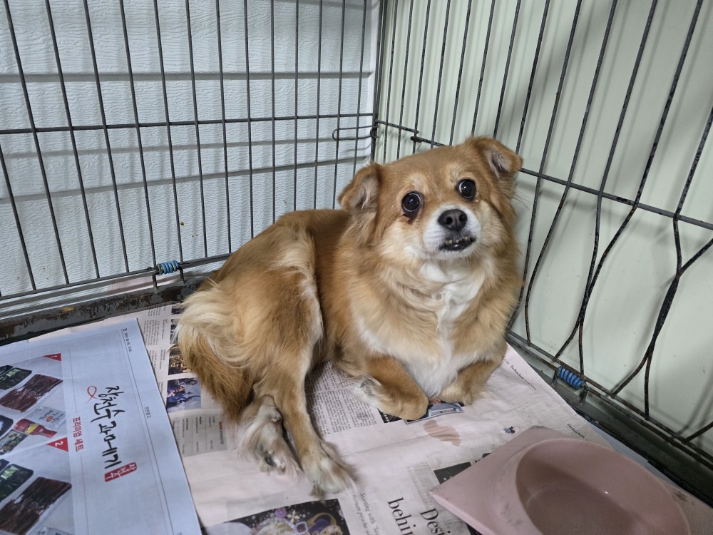 [긴급제보] 포항시 남구 해도동 인근에서 발견된 갈색 믹스견 아이를 찾습니다