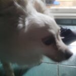 pet image 1771252829409