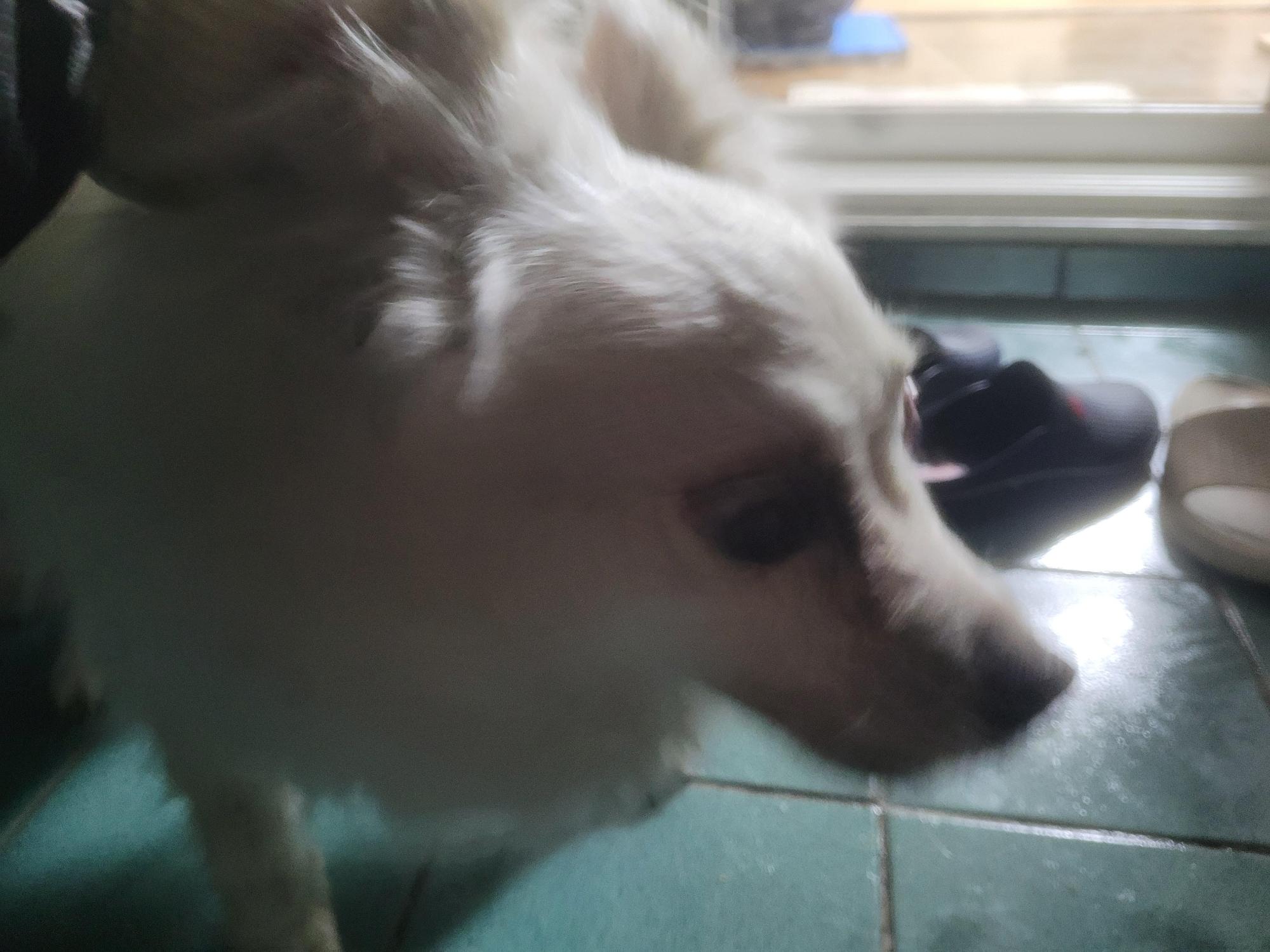 [긴급] 포항시 북구 중흥로, 하얀 스피츠를 찾습니다