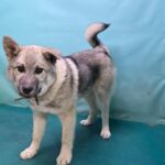 pet image 1771256433537