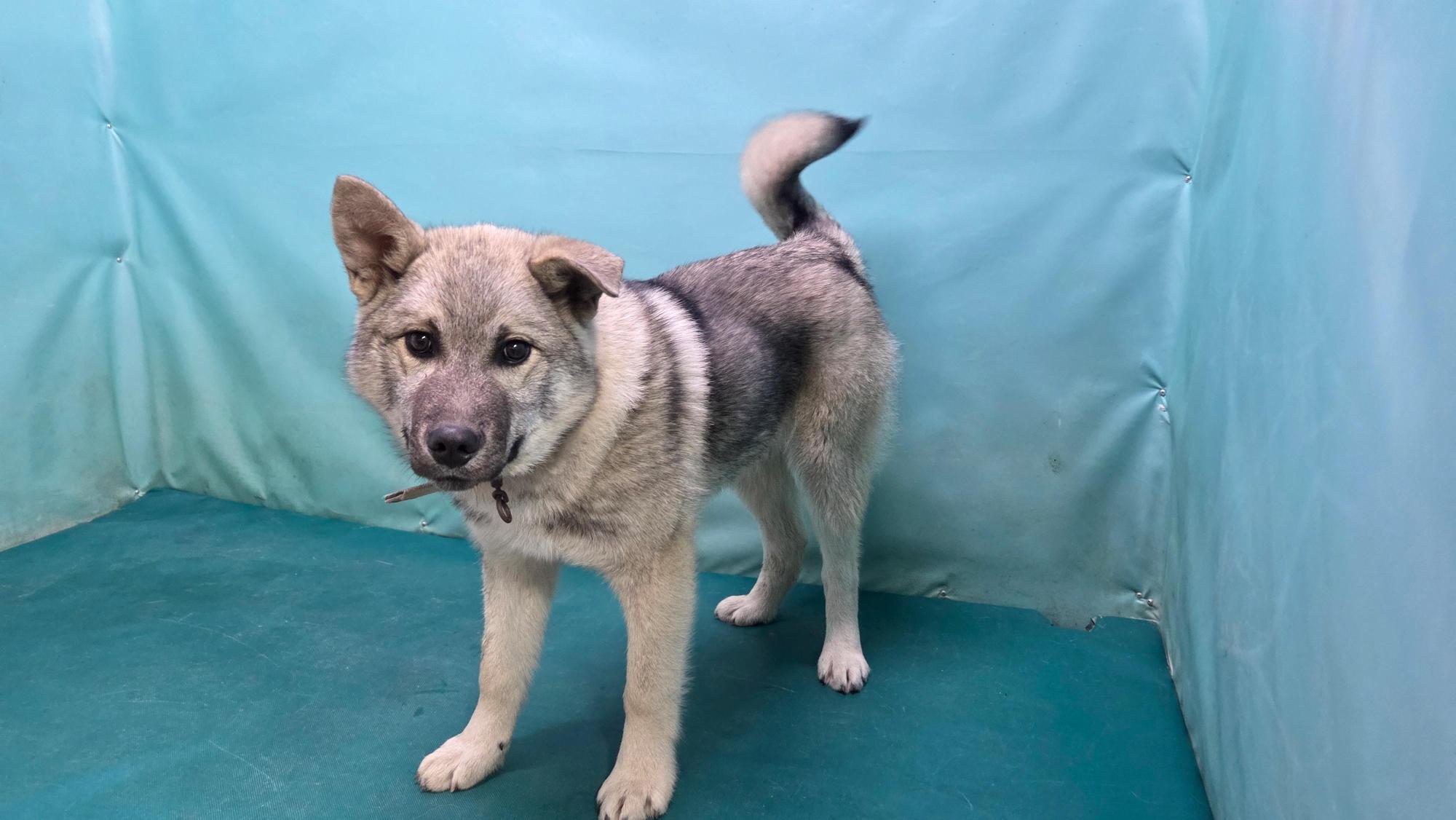 [긴급제보] 경산시 압량 신월리 인근에서 발견된 믹스견 아이를 찾습니다