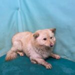 pet image 1771260033578