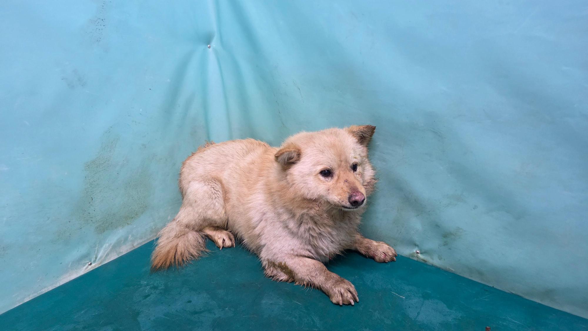 [긴급제보] 경산시 산양리 인근에서 발견된 크림색 믹스견 아이를 찾습니다