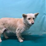 pet image 1771263627262