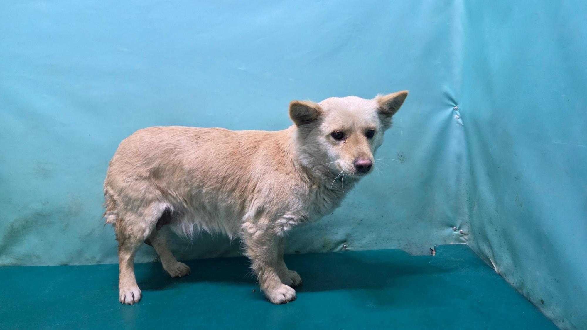 [긴급제보] 경산시 진량읍 신제리 인근에서 발견된 믹스견 아이를 찾습니다